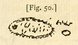 Huygens drawing of protist