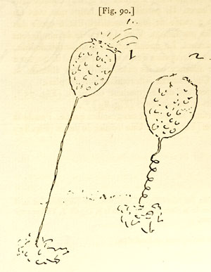 Huygens drawing of Vorticella