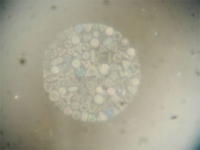 Diatoms in reflected light