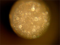 Diatoms through ivory scope